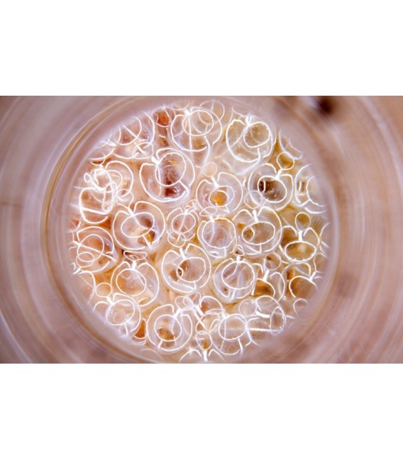 SAGA Magic Tube Lens