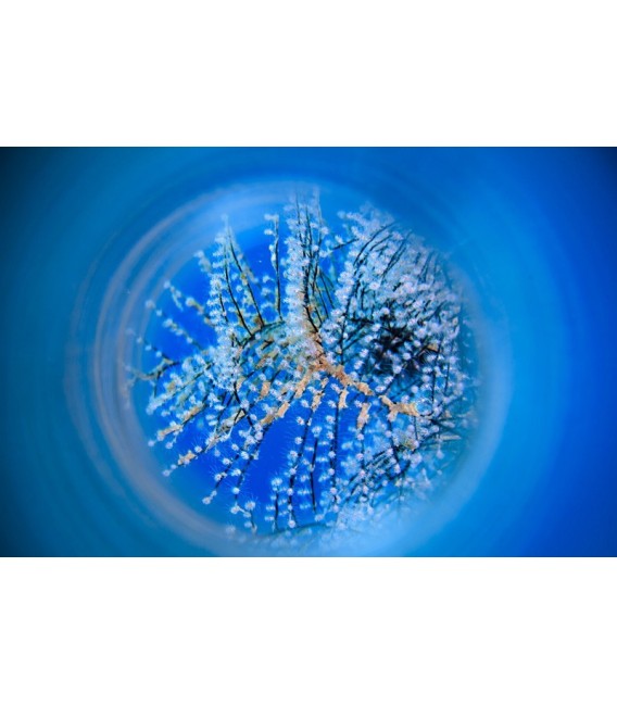 SAGA Magic Tube Lens