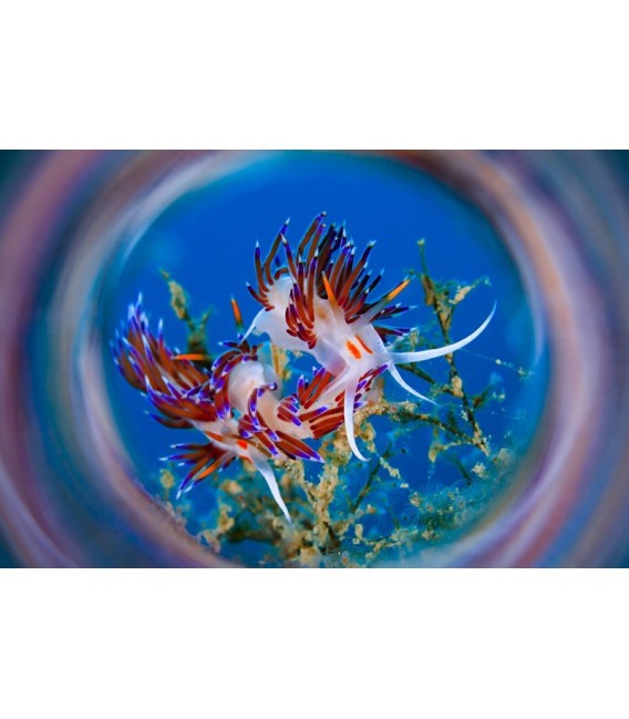 SAGA Magic Tube Lens