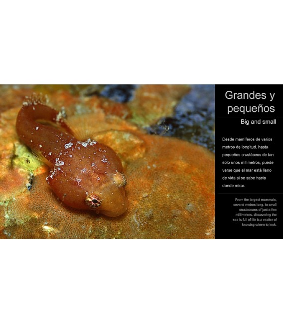 Canarias, Naturaleza Sumergida