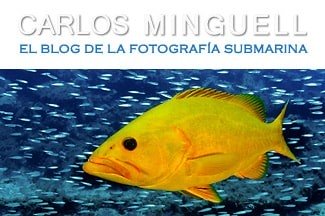 El Blog de la Fotografía Submarina