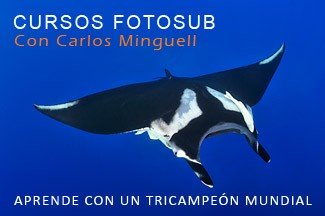 Cursos Fotosub con Carlos Minguell