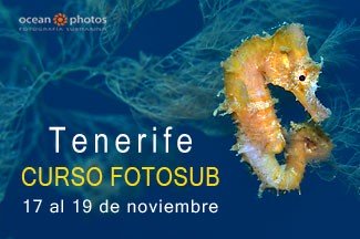 Curso Fotosub Tenerife noviembre 2023